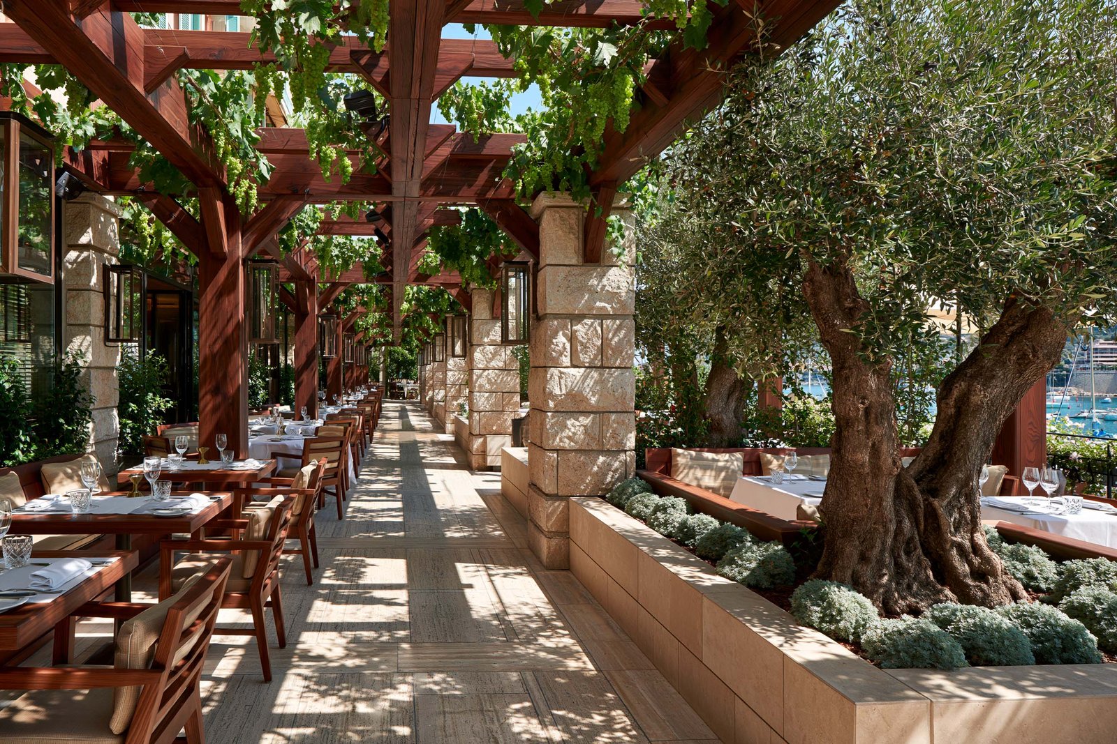 Pergola méditerranéenne dressée au déjeuner à Beaulieu-sur-Mer, oliviers et vigne grimpante sur charpente bois, séquence de terrasse comme paysage botanique continu.