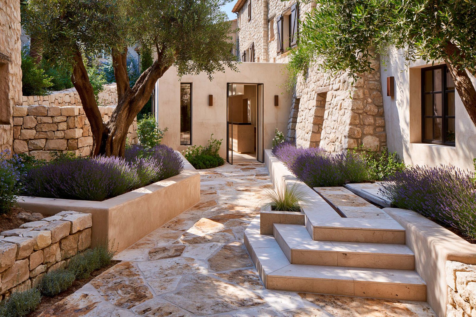 Jardin sensoriel d’arrivée d’un spa à Saint-Paul-de-Vence, masses de Lavandula angustifolia bordant l’allée en travertin clair, olivier mature et façade contemporaine en stucco lustro chaud.